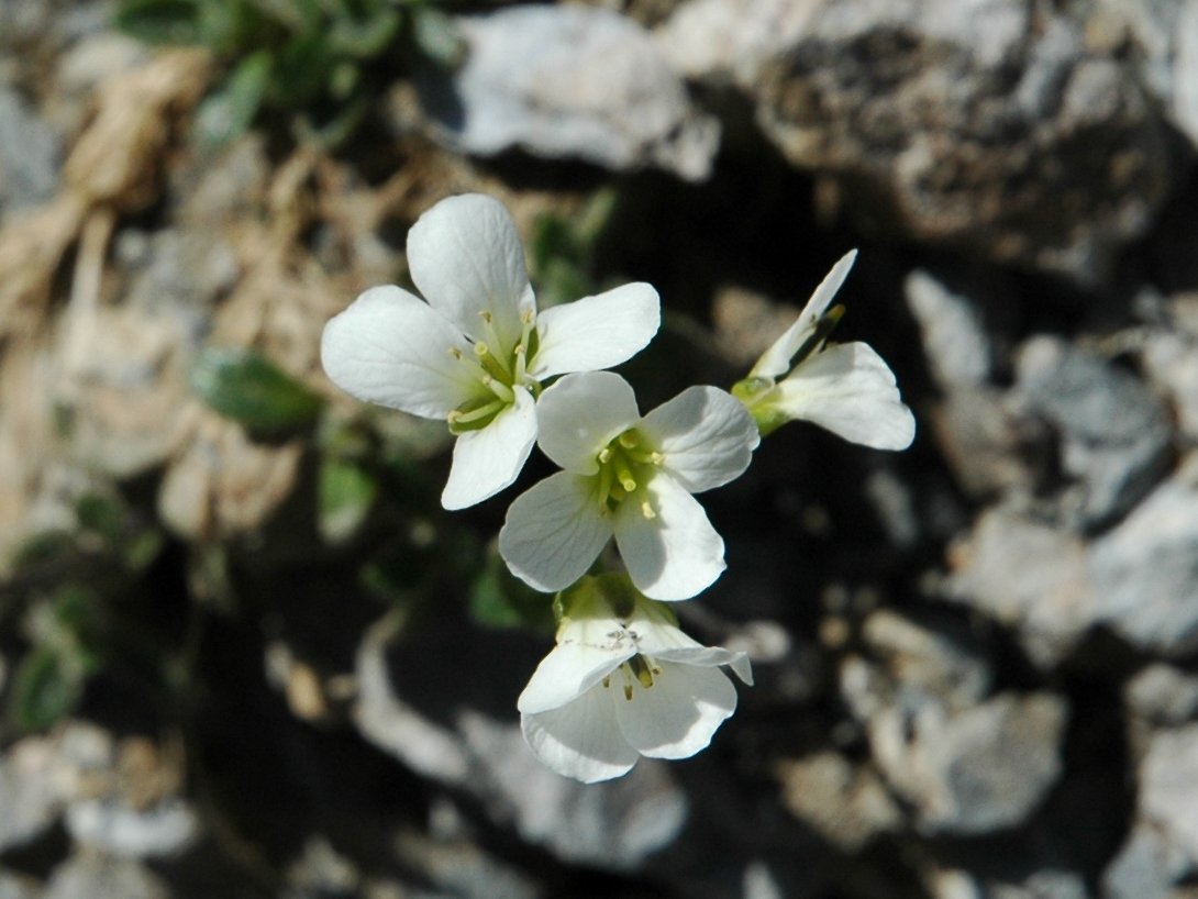 Arabis bellidifolia subsp. stellulata / Arabetta stellata
